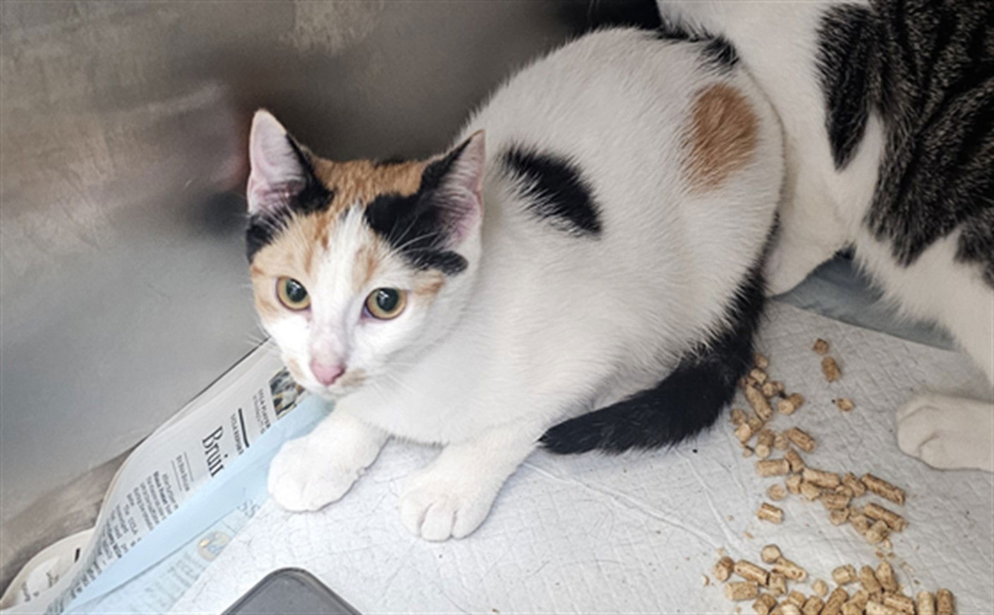 adoptable Cat in Los Angeles, CA named TOFU