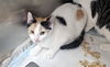 adoptable Cat in Los Angeles, CA named TOFU