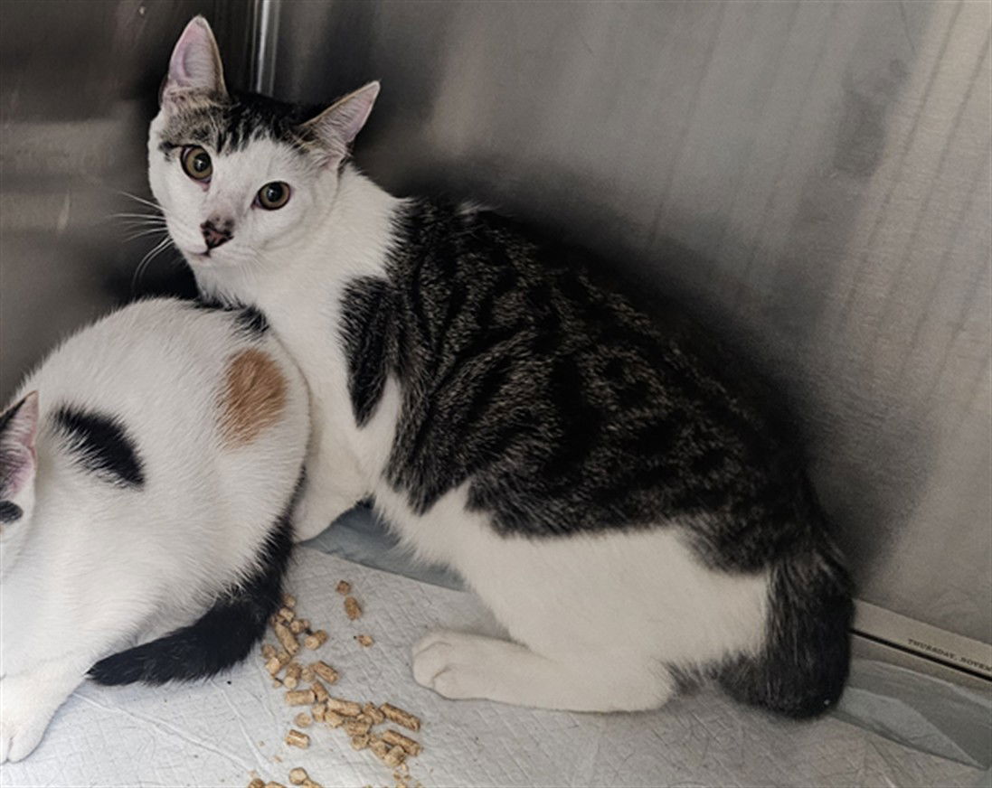 adoptable Cat in Los Angeles, CA named POPCORN