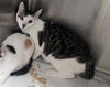 adoptable Cat in Los Angeles, CA named POPCORN