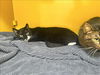 adoptable Cat in Los Angeles, CA named TEDDY