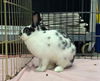 adoptable Rabbit in  named IPPITTY