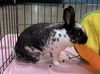 adoptable Rabbit in  named BARBIE
