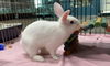adoptable Rabbit in  named ELIZABUN TAYLOR