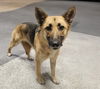 adoptable Dog in Los Angeles, CA named MISSY