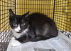 adoptable Cat in Los Angeles, CA named MARCUS