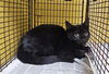 adoptable Cat in Los Angeles, CA named ELIJAH