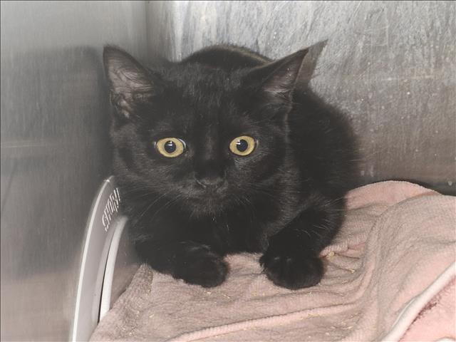 adoptable Cat in Los Angeles, CA named ELIJAH
