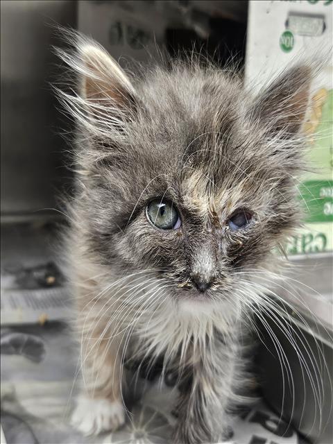 adoptable Cat in Los Angeles, CA named SADIE