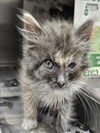 adoptable Cat in Los Angeles, CA named SADIE