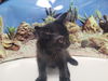 adoptable Cat in Los Angeles, CA named BAM BAM