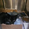 adoptable Cat in Los Angeles, CA named STEWART