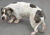 adoptable Dog in Los Angeles, CA named GBOY