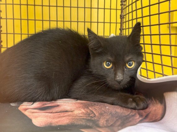 adoptable Cat in Los Angeles, CA named BB