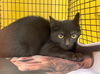 adoptable Cat in Los Angeles, CA named BB