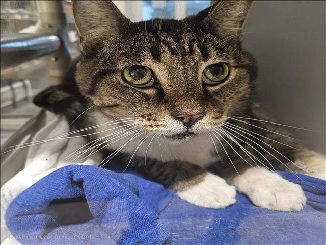 adoptable Cat in Los Angeles, CA named CLEO