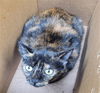 adoptable Cat in  named SPOON