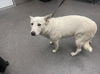 adoptable Dog in  named ROM
