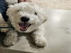 adoptable Dog in  named CHAPO
