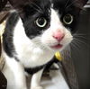 adoptable Cat in  named FELIX