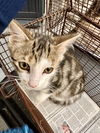 adoptable Cat in  named TUCK