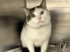 adoptable Cat in  named SIMON