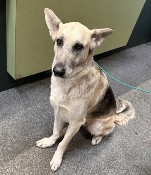 AUDREY - German Shepherd Dog available for adoption
