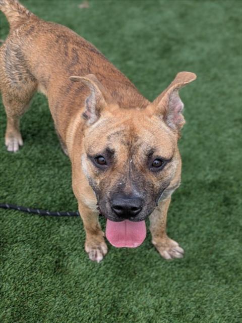 TIGER - Staffordshire Bull Terrier available for adoption