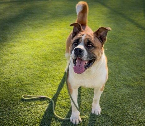 CHAPARRO - Saint Bernard / Akita available for adoption