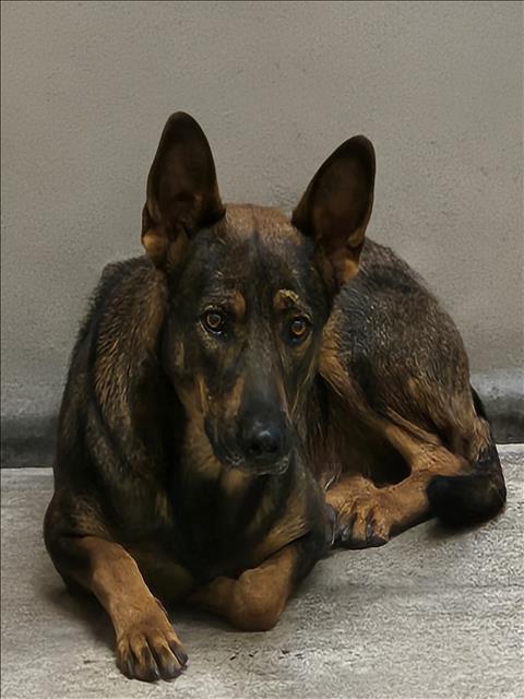BAILEY - German Shepherd Dog available for adoption