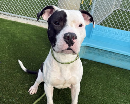 MACK - Pit Bull Terrier available for adoption