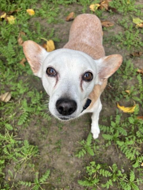 TONY - Chihuahua available for adoption