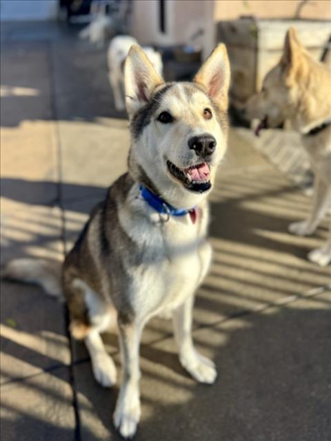 KEESHA - Siberian Husky available for adoption
