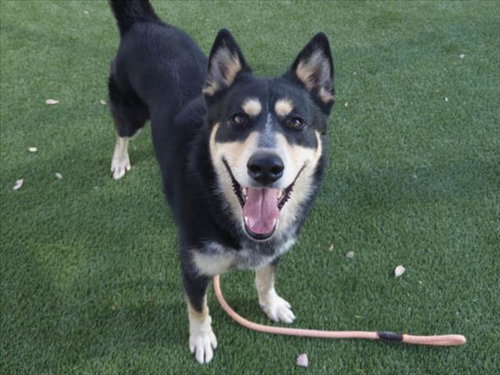 CHESTOR - Siberian Husky available for adoption