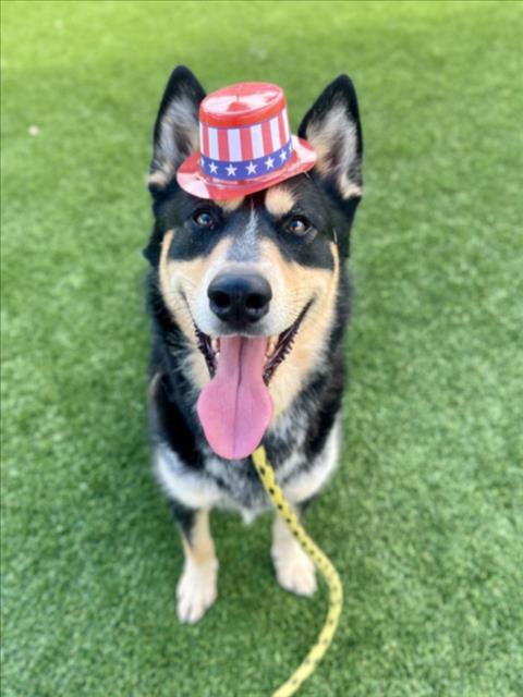 CHESTOR - Siberian Husky available for adoption