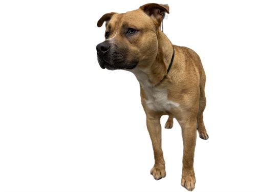 MARK - Pit Bull Terrier available for adoption