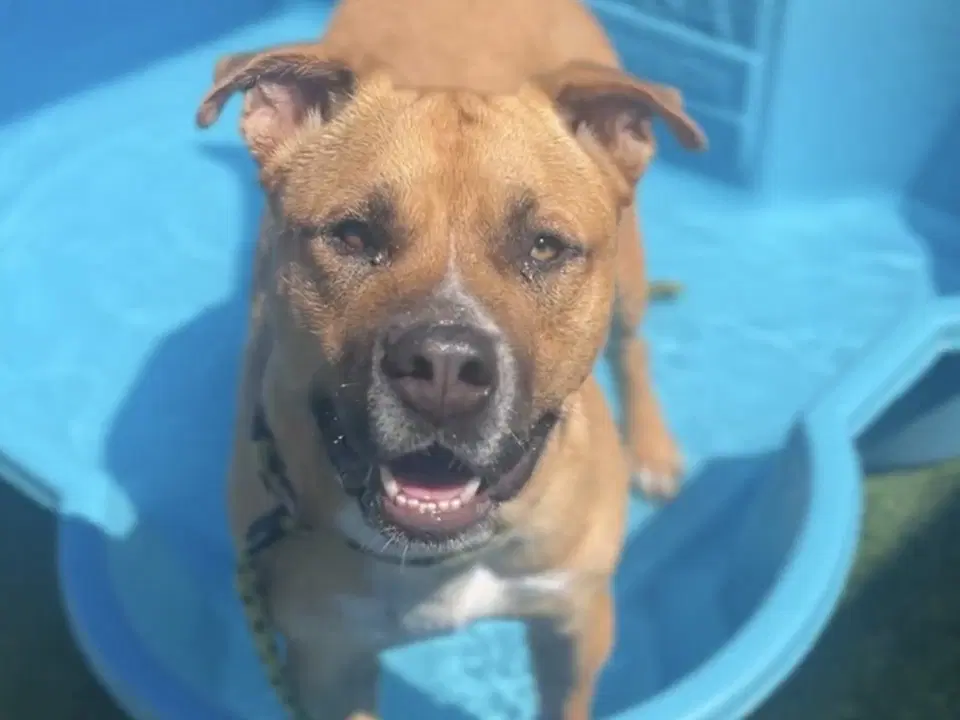 Mark - Pit Bull Terrier