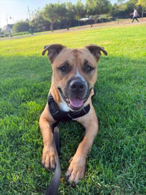 Mark, Pit Bull Terrier / Mixed (medium coat)