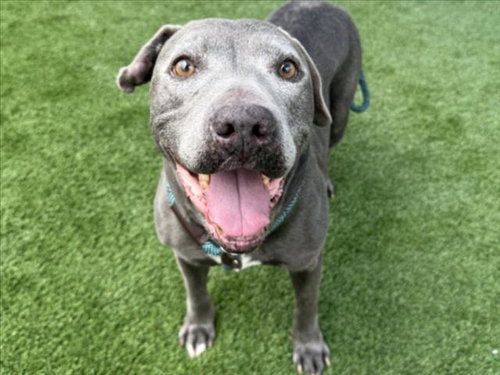T-REX - Pit Bull Terrier available for adoption