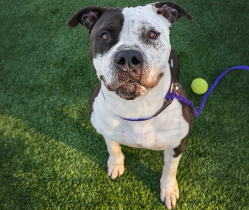 PANDA, an adoptable Mastiff in Los Angeles, CA