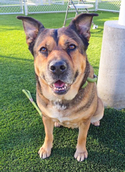 PEGGY, an adoptable German Shepherd Dog in Los Angeles, CA