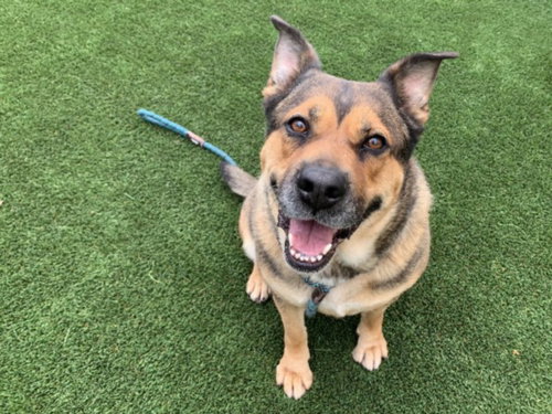PEGGY, an adoptable German Shepherd Dog in Los Angeles, CA