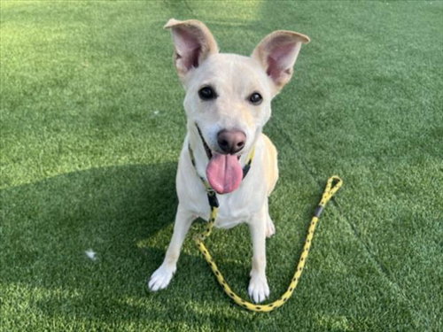 ARI - Labrador Retriever available for adoption