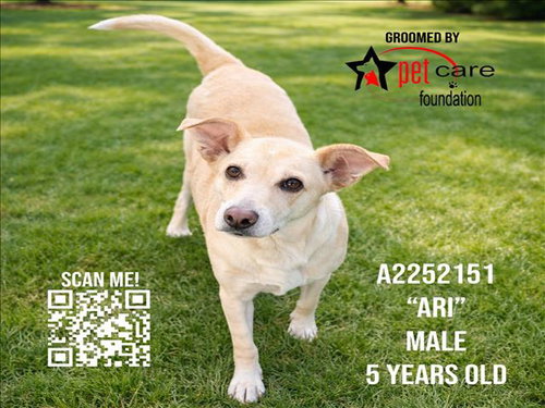 ARI - Labrador Retriever available for adoption