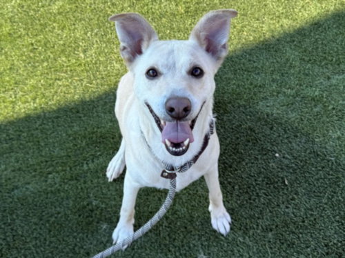 ARI - Labrador Retriever available for adoption