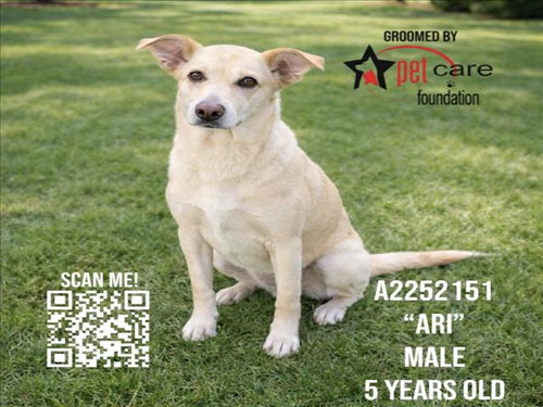 ARI - Labrador Retriever available for adoption
