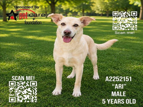 ARI, an adoptable Labrador Retriever in Los Angeles, CA