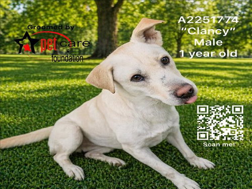 CLANCY, an adoptable Jindo in Los Angeles, CA