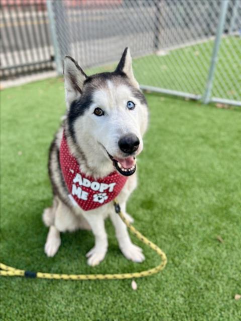 Siberian Husky