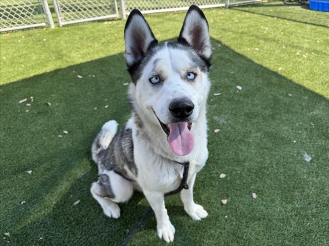 Siberian Husky